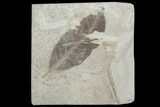 Fossil Leaf (Allophylus) - Green River Formation, Utah #99700-1